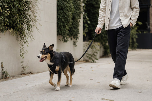 Dog wearing a black everyday harness on a calm daily walk