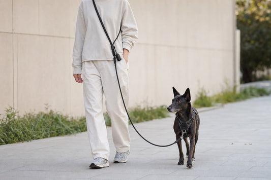 Person wearing a hands-free dog leash crossbody during a calm daily dog walk