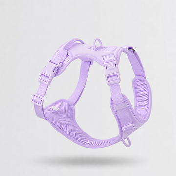 Everyday Leash & Harness Set