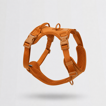 Everyday Leash & Harness Set