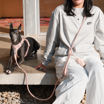Everyday Leash & Harness Set