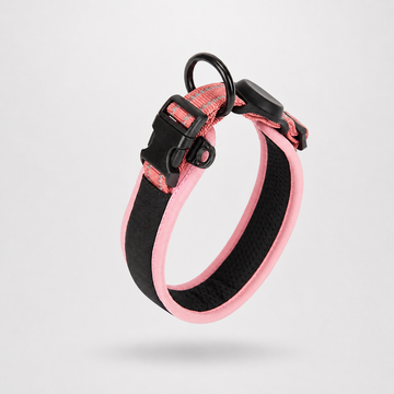 Everyday Comfort Padded Dog Collar