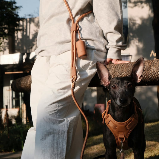 Everyday Leash & Harness Set
