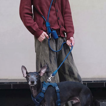Everyday Leash & Harness Set